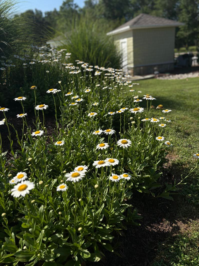 White daisies and green foliage along a garden path near a small beige shed in sunlight