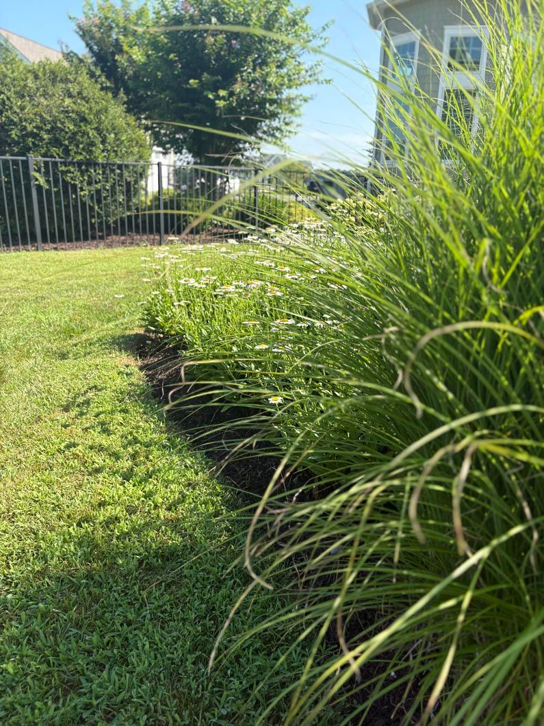 Sunny backyard with green lawn, tall ornamental grass, and a house behind a black fence.