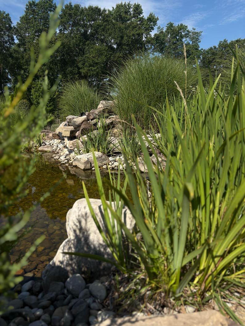 Rocky pond edge with tall green grasses and trees under a clear sky