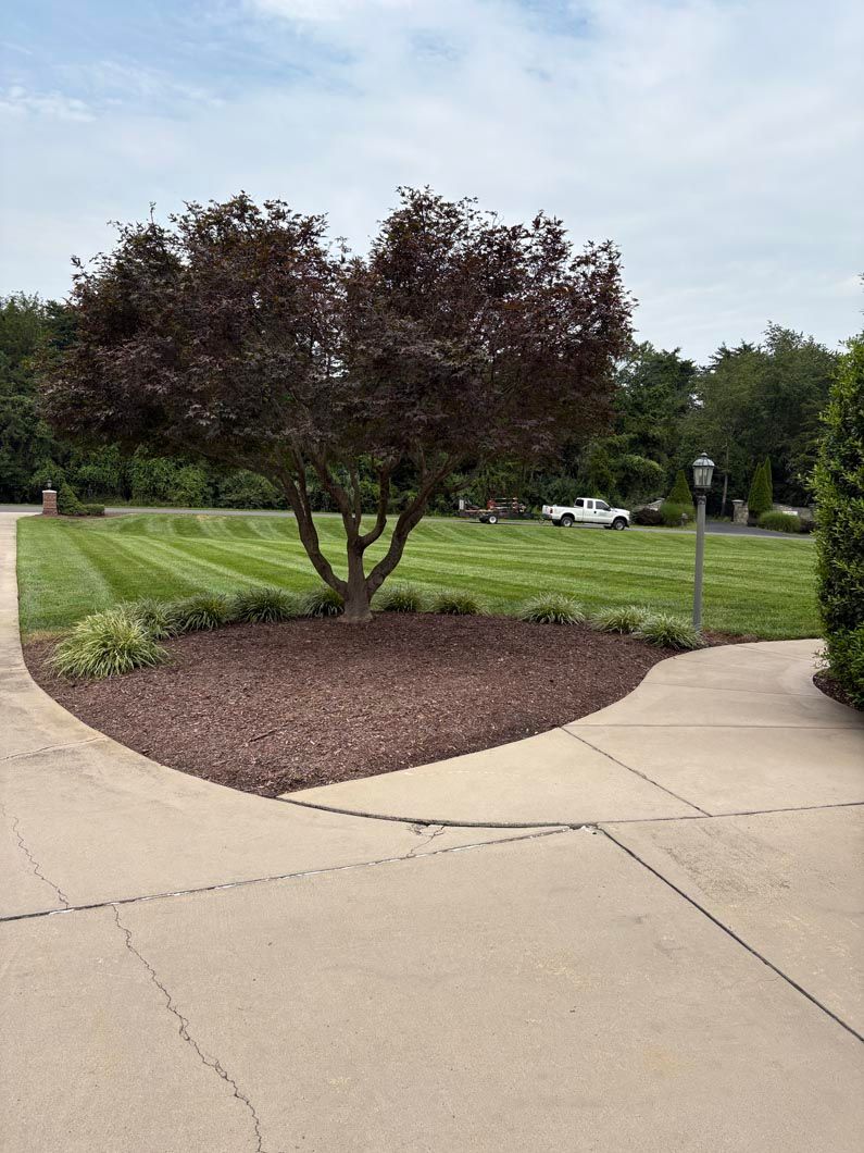 Landscaped yard with a dark-leaf tree, mulch bed, concrete driveway, and grassy lawn.