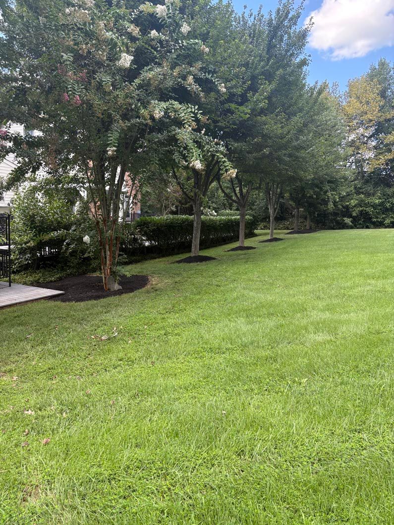 Grassy lawn with small trees and a house in the background under a partly cloudy sky