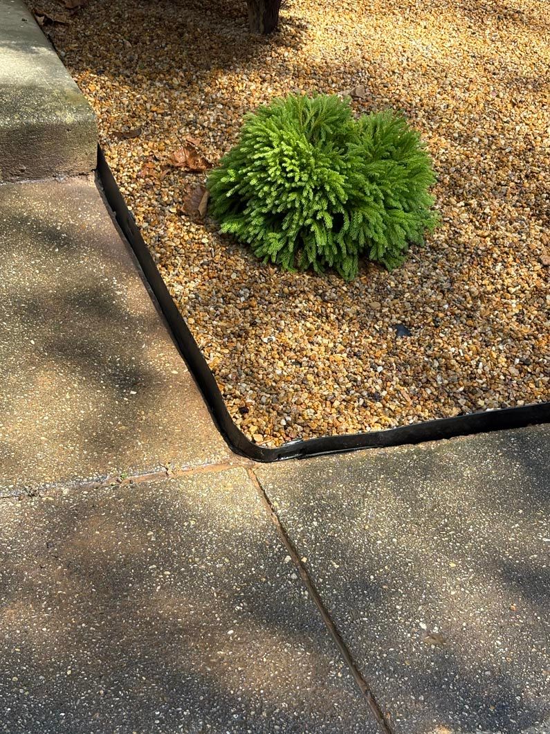 Green shrub in a mulched garden bed beside a concrete sidewalk and driveway.