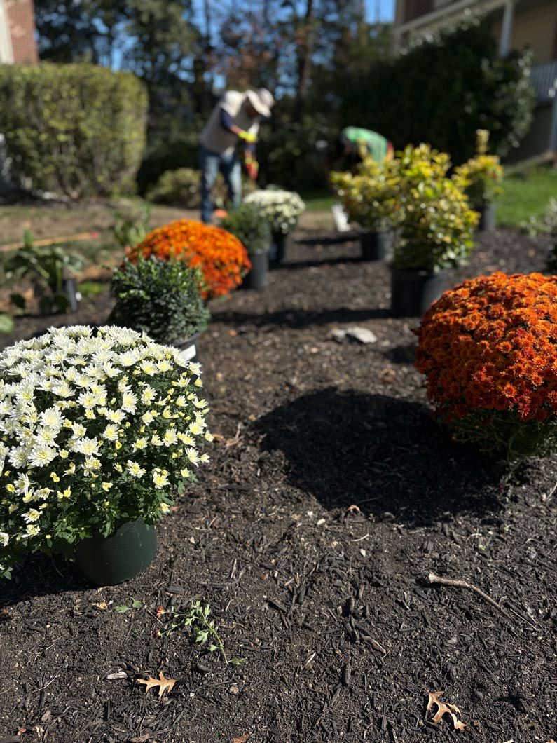 Potted orange and white chrysanthemums line a garden path in bright sunlight.
