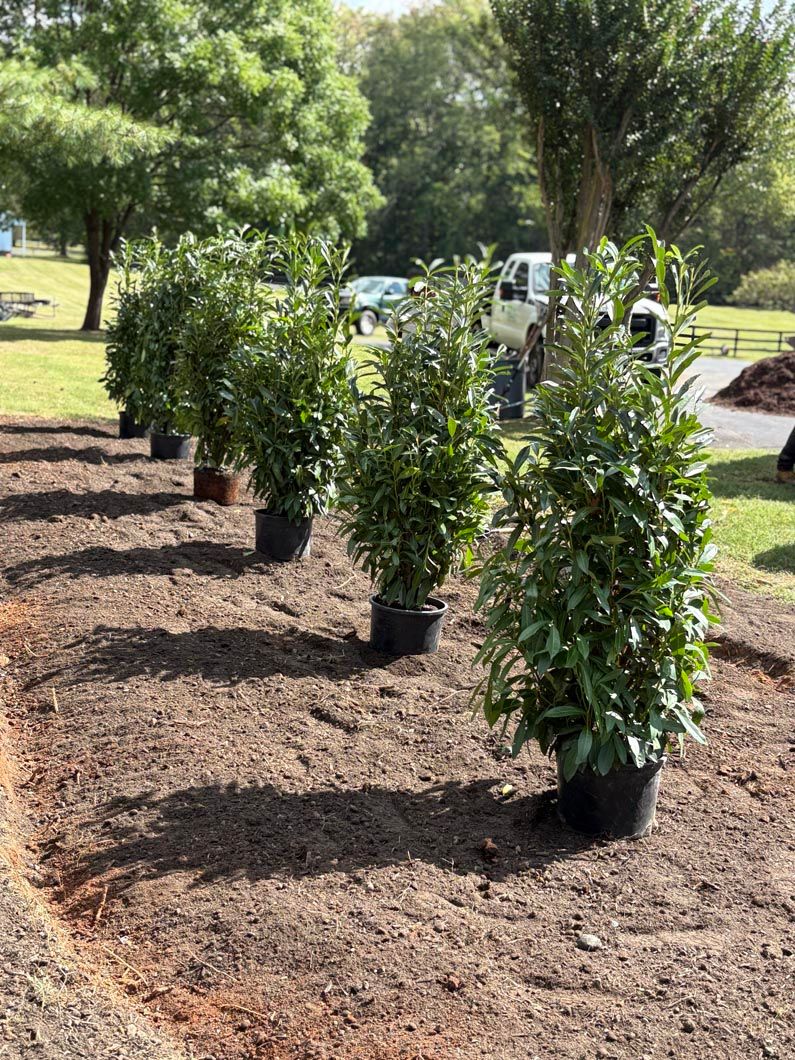 Potted shrubs lined in freshly mulched soil along a sunny landscaped path.