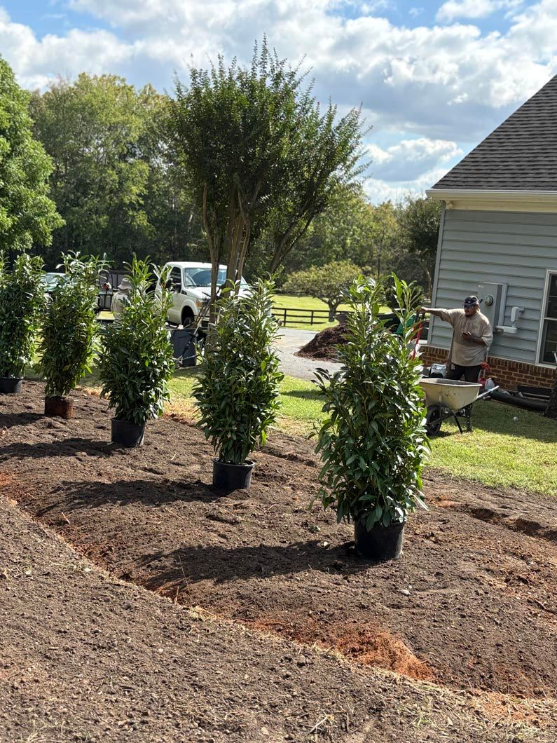 Newly planted shrubs in mulch beds beside a house on a sunny day