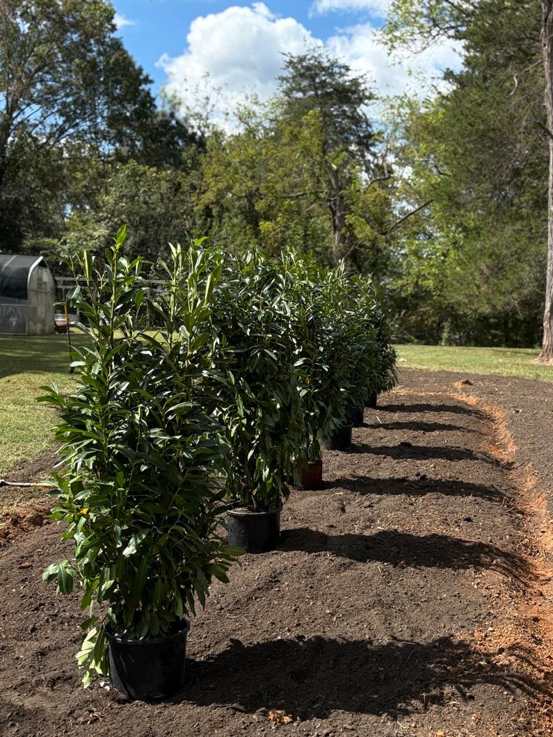 Row of potted green shrubs lined up on mulch in a sunny outdoor nursery.
