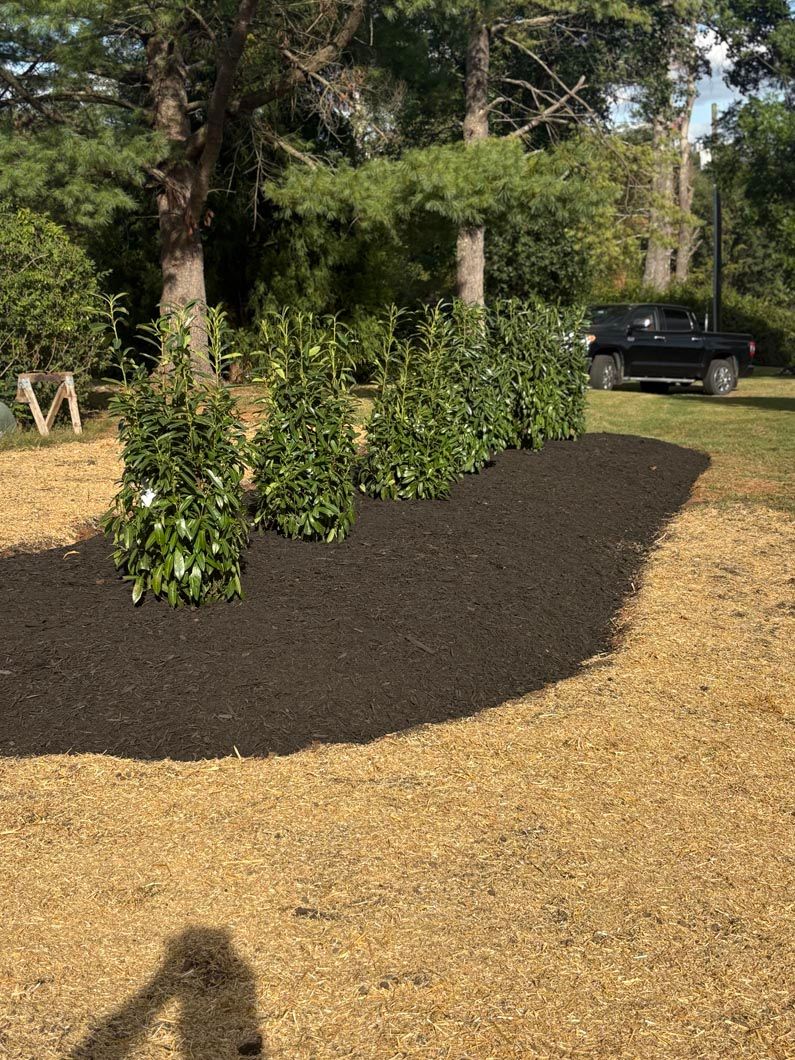 Landscaped yard with newly planted shrubs in dark mulch beside a driveway and parked truck