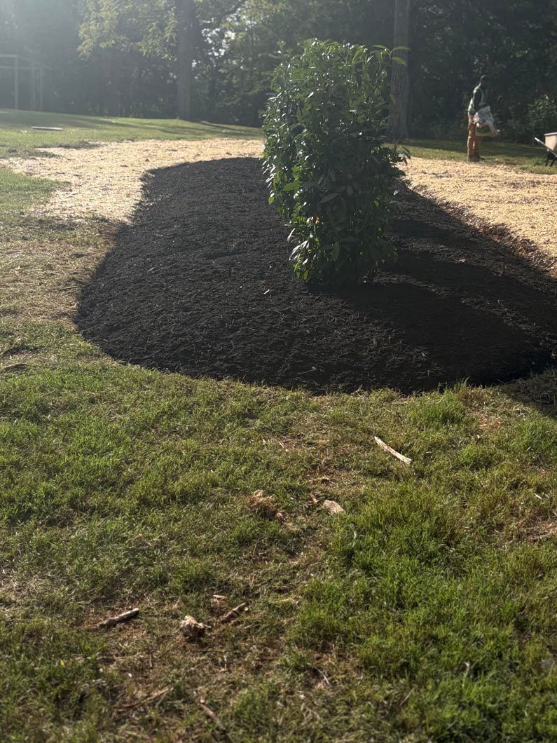 Small tree in a circular bed of dark mulch on a sunny lawn, with a person in the background
