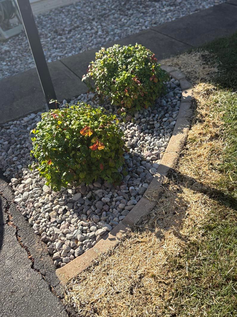 Two small green shrubs in a gravel bed beside a sidewalk and grass lawn, with a shadow crossing the scene