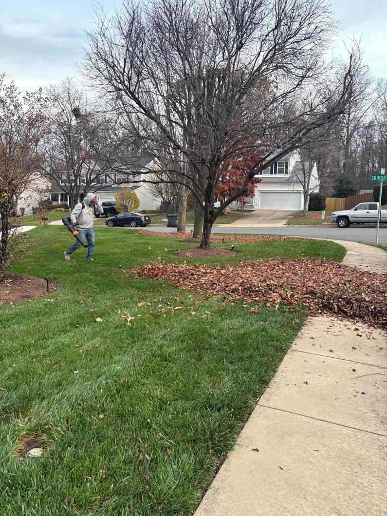 Person raking leaves on a lawn beside a sidewalk in a suburban yard