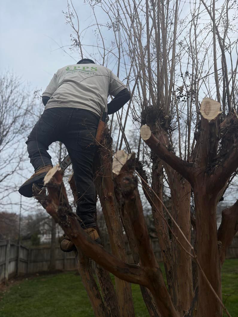 Person pruning a tree in a yard, standing on branches with a saw.
