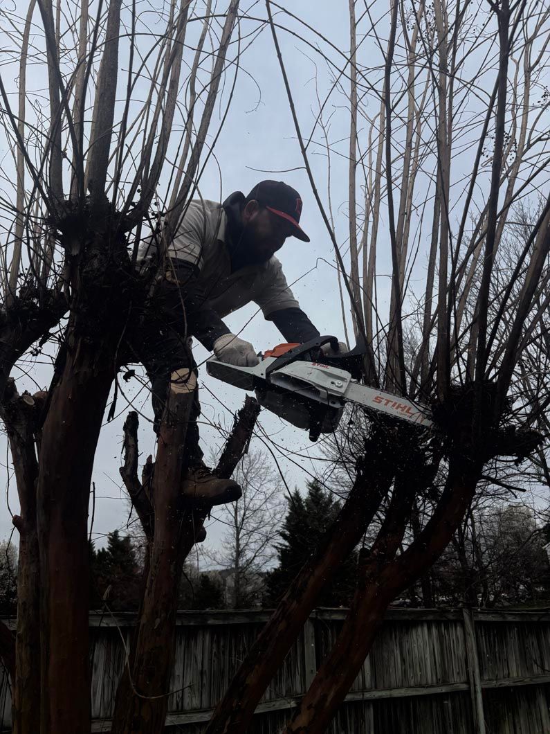 Person trimming branches with a chainsaw on a leafless tree in a backyard