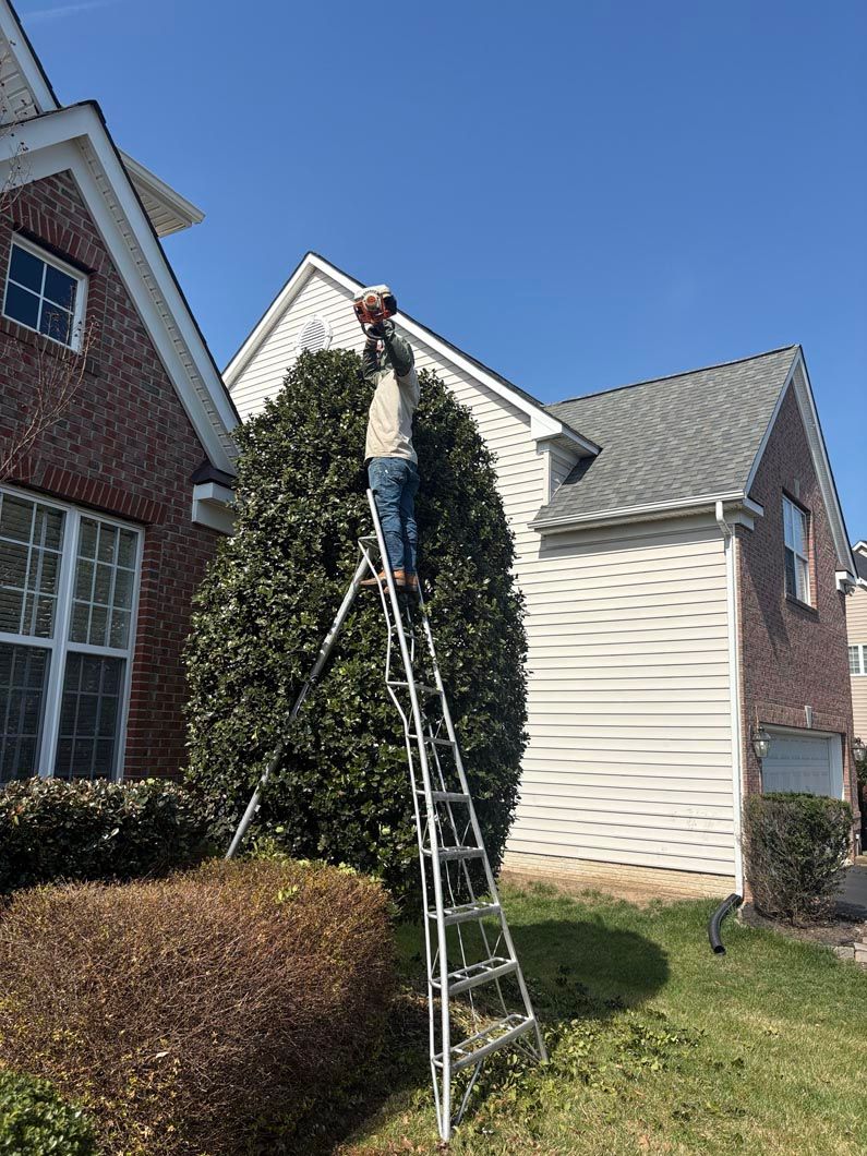 Person on a tall ladder trimming a large bush beside a suburban house