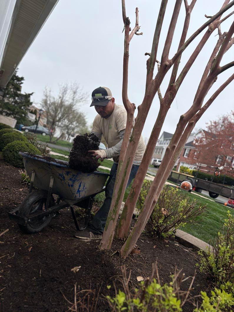 Worker in a tan jacket and cap using a wheelbarrow to spread mulch around newly planted trees.