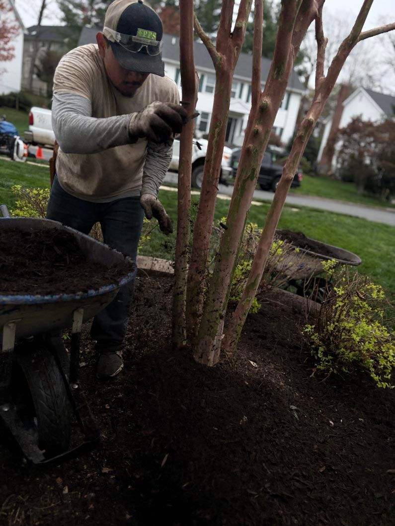 Gardener in gray sweatshirt pruning shrubs in a landscaped yard on a rainy day