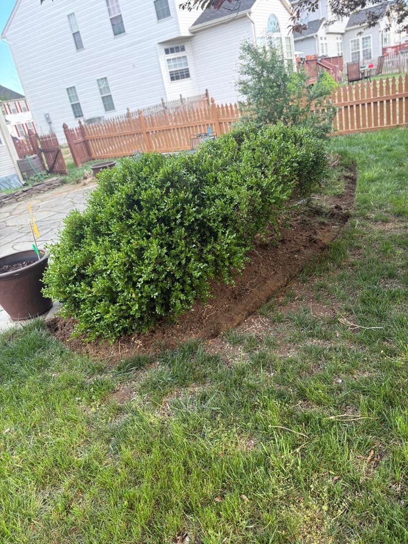 Shrub bed with green bushes and fresh mulch beside a grassy yard and house fence