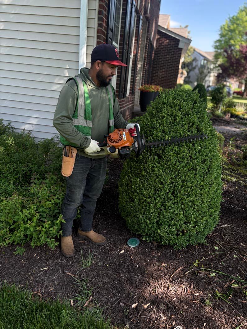 Worker trimming a boxwood hedge with a hedge trimmer beside a house.