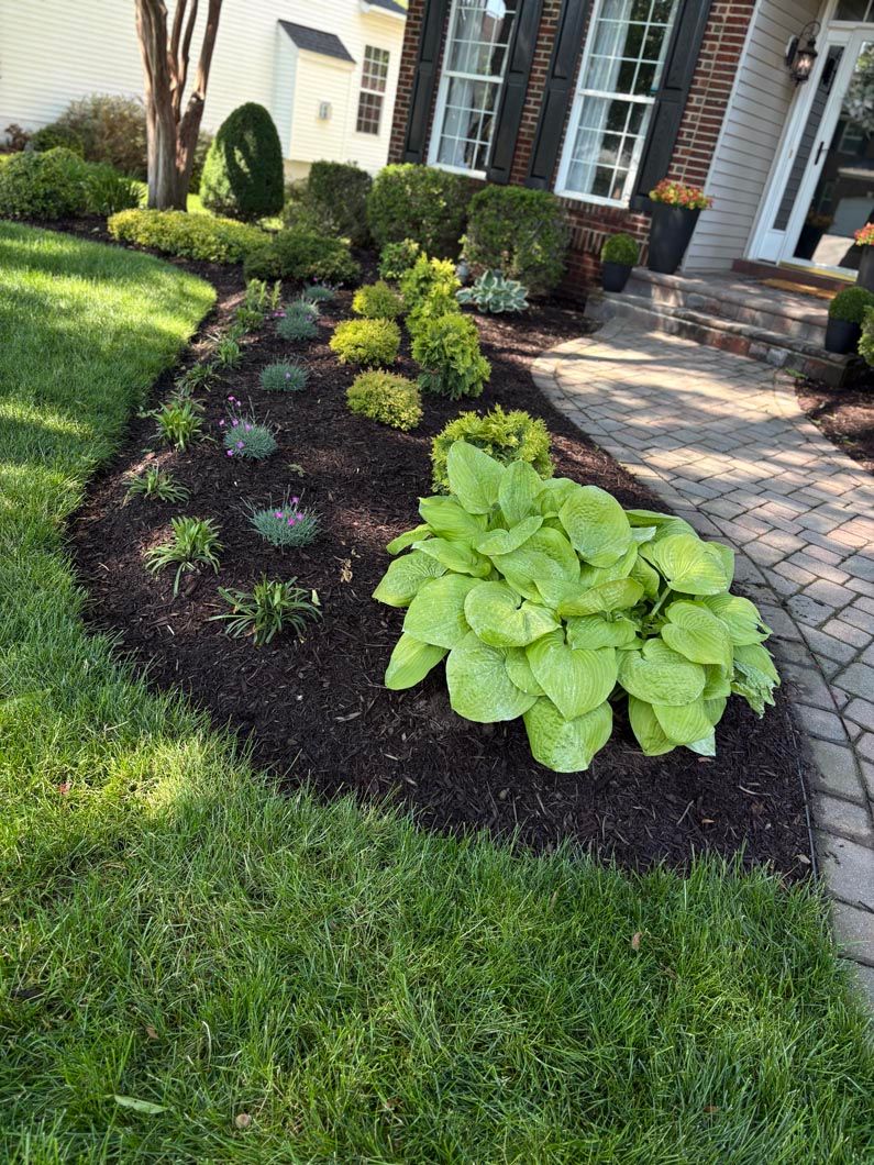 Front yard flower bed with green hostas, dark mulch, and a brick walkway beside a house.
