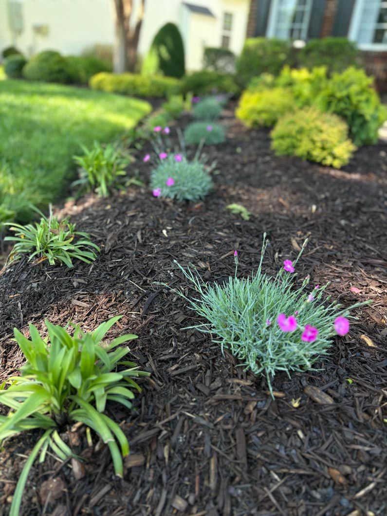 Mulched flower bed with green shrubs and small pink flowers in a landscaped yard