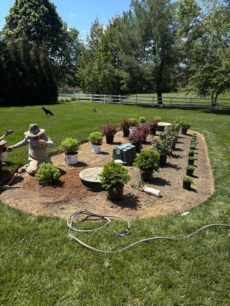 Raised garden bed with small shrubs and a watering hose in a sunny yard