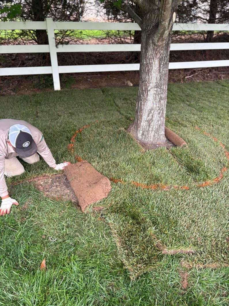 Person kneeling in a yard, measuring a tree’s root zone with a hose or string near a brick marker.