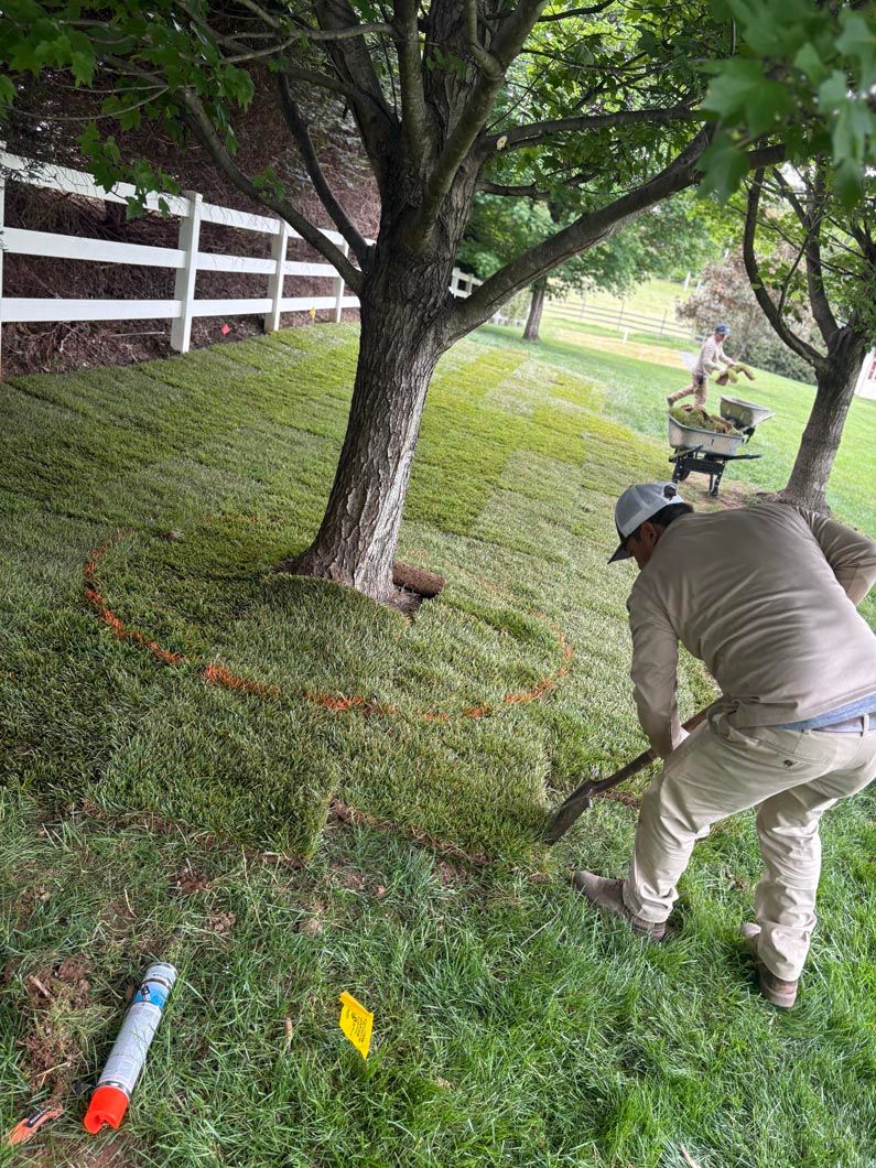 Person trimming grass on a sloped yard beside a tree and white fence