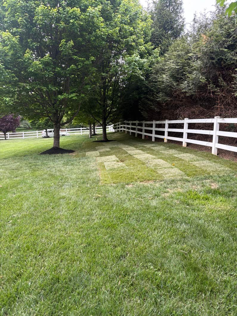Grassy yard with a large tree and a white fence along the right side
