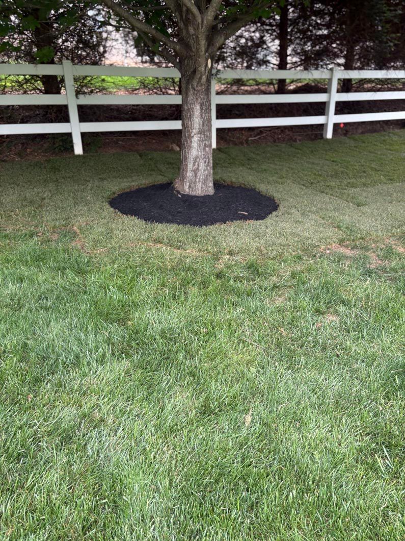 Tree in a grassy yard with a black mulch ring and a white fence in the background