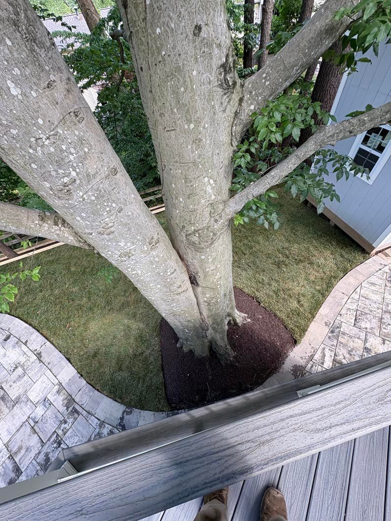 Three tree trunks growing from a mulch bed beside a wooden deck and white house wall