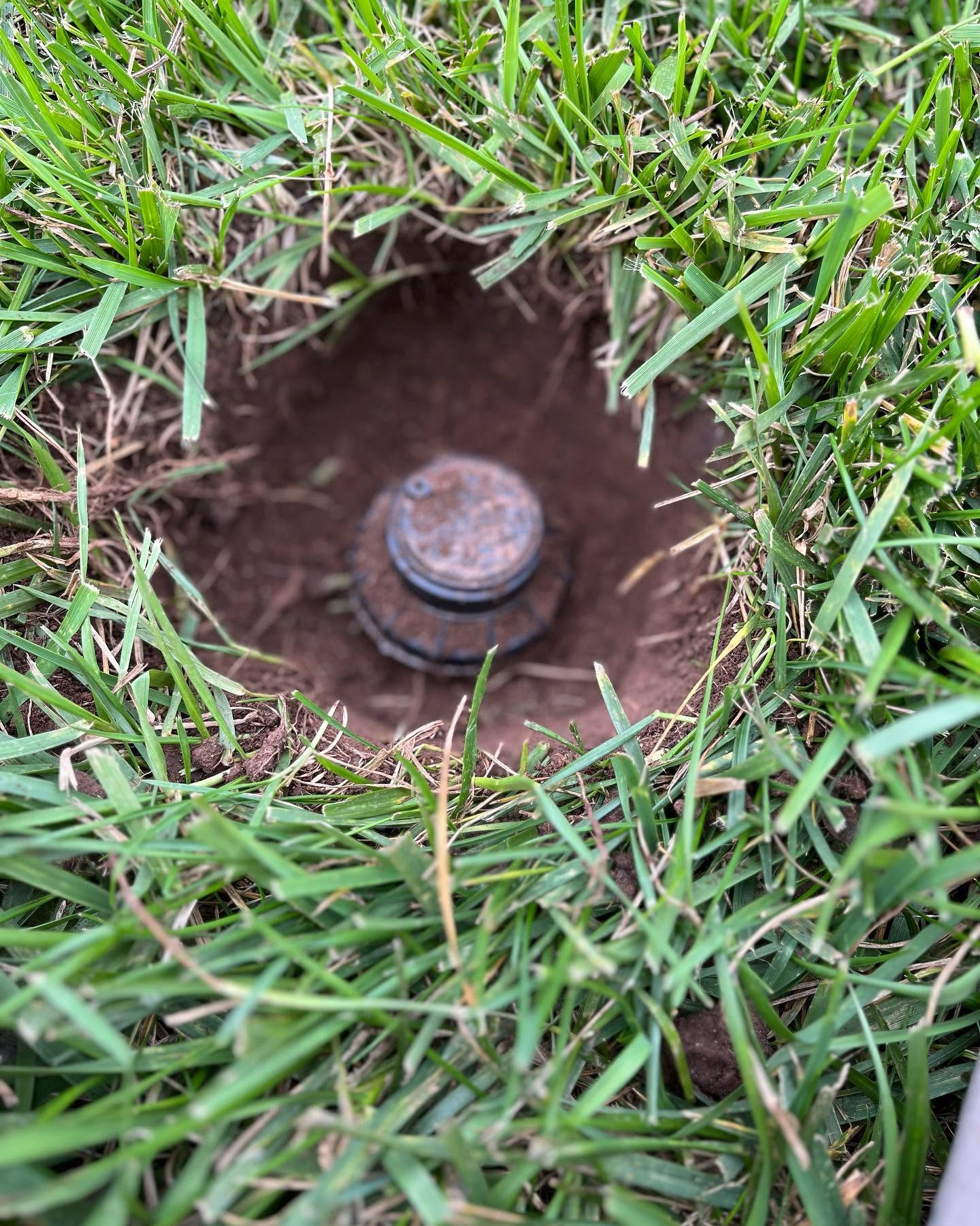 Close-up of a metal sprinkler head in a hole in green grass.