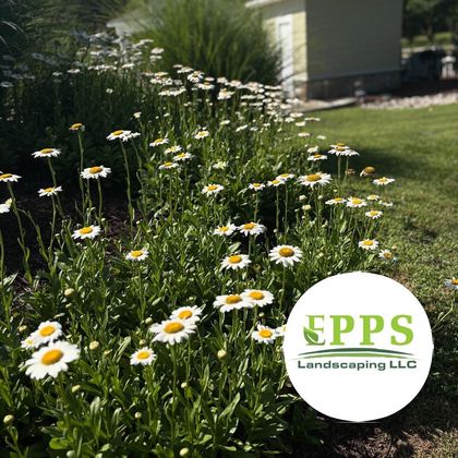 White daisies in a landscaped lawn beside a house, with EPPS Landscaping LLC logo overlay