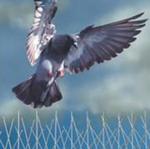 Bird Control and Prevention