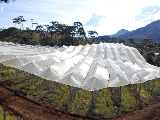 Secretaria da Agricultura oferece programa de subvenção de juros para investimentos em cobertura de pomares