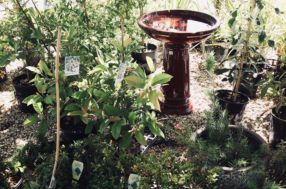 Birdbath