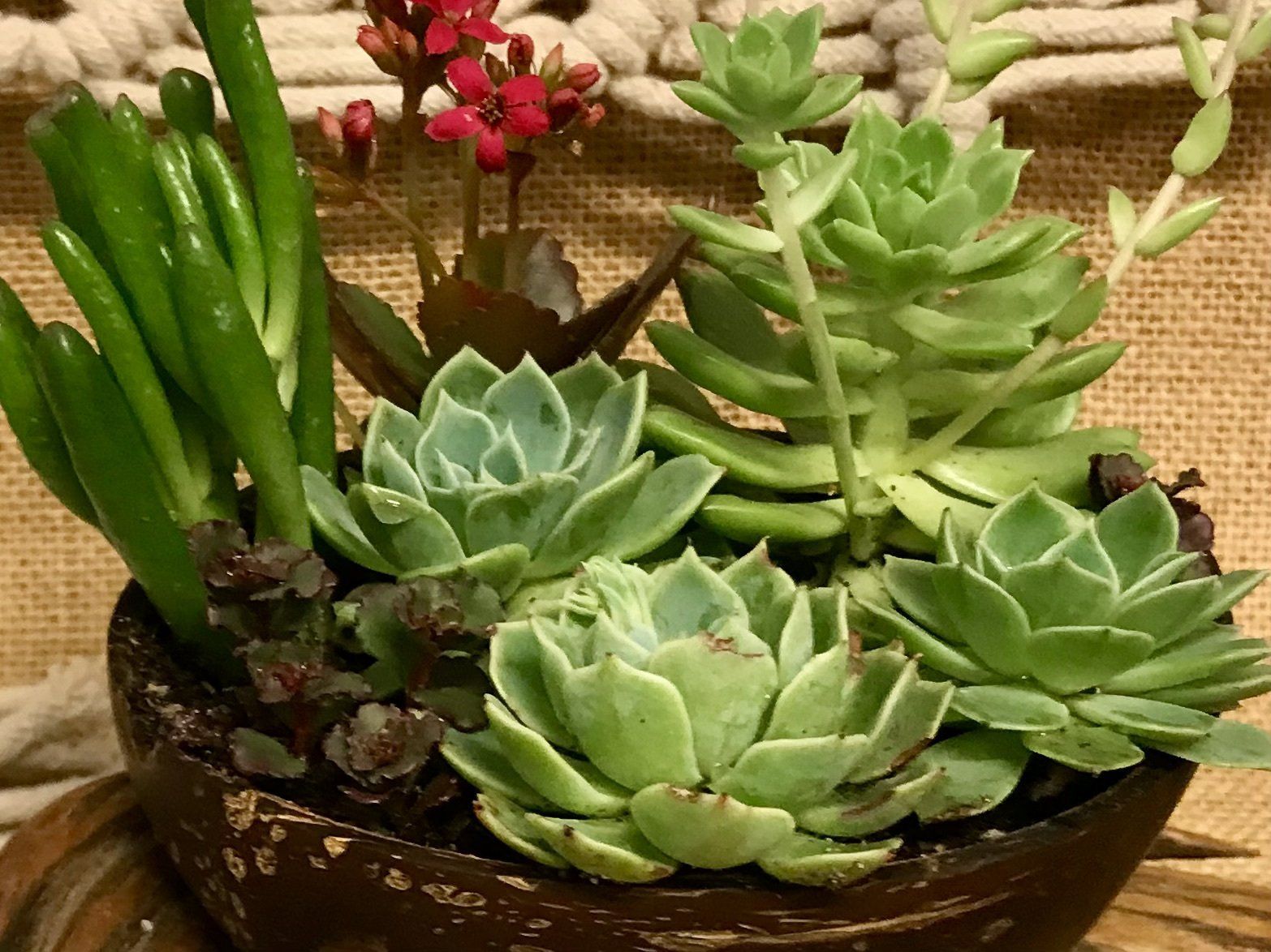 cacti and succulents