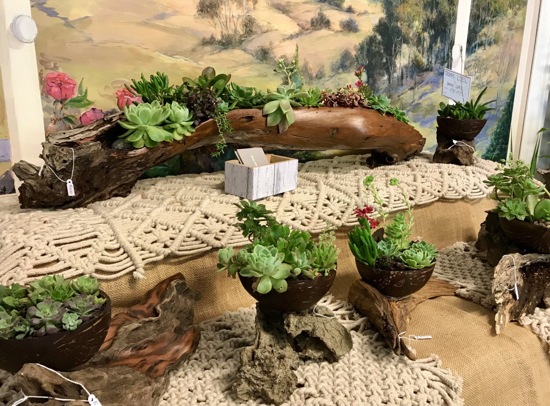 cacti and succulents