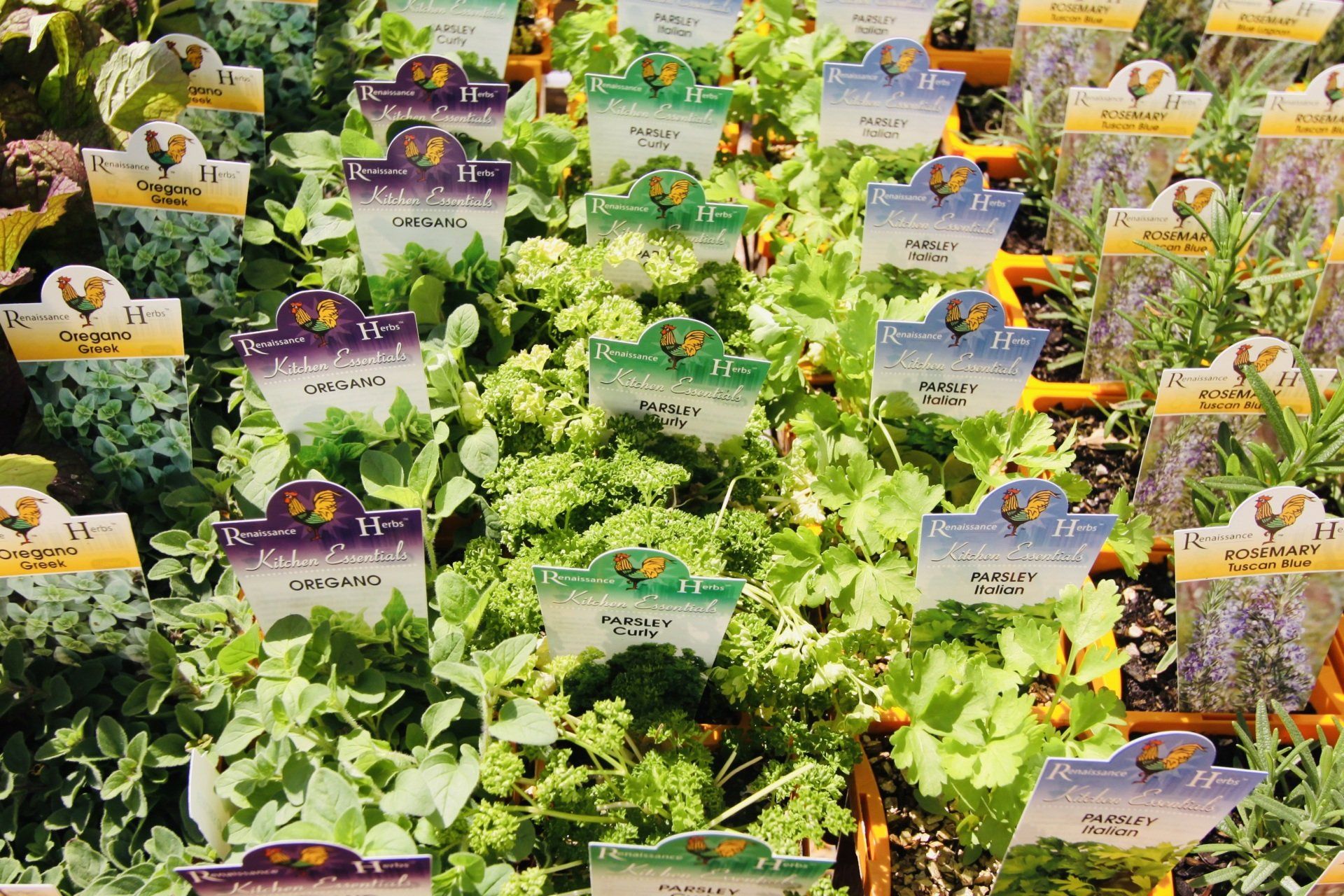 herbs