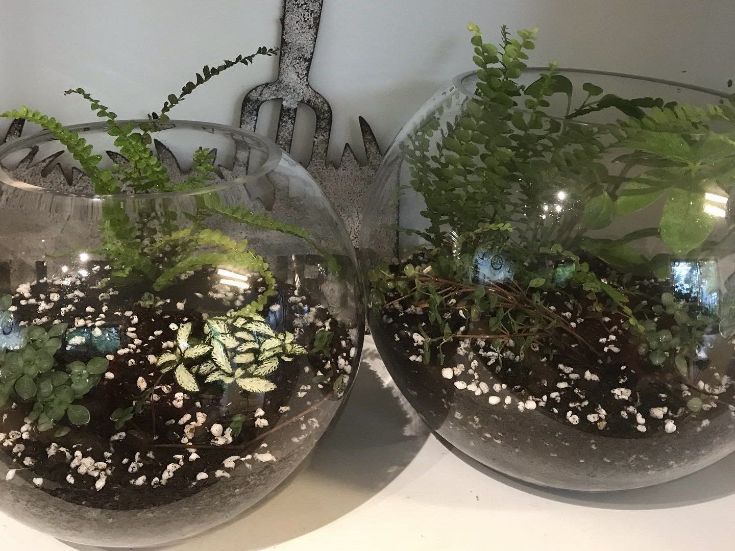 indoor plants