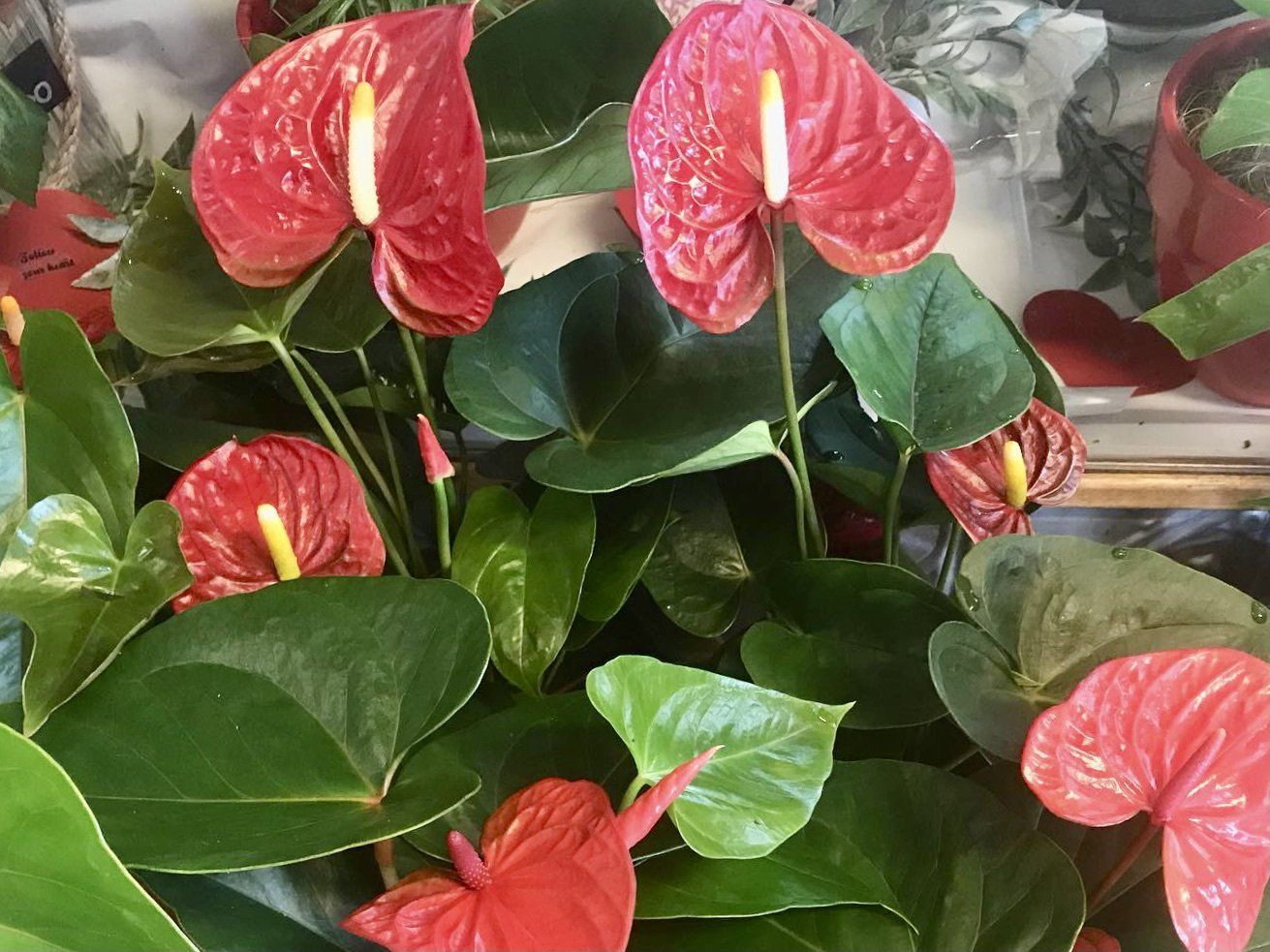 indoor plants