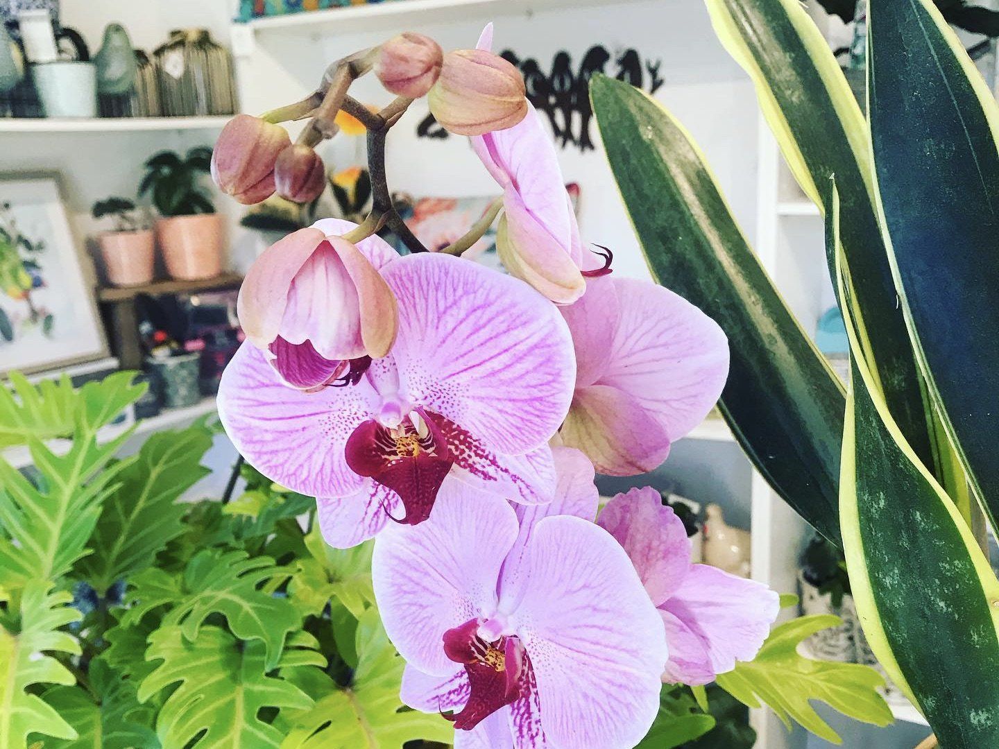indoor plants