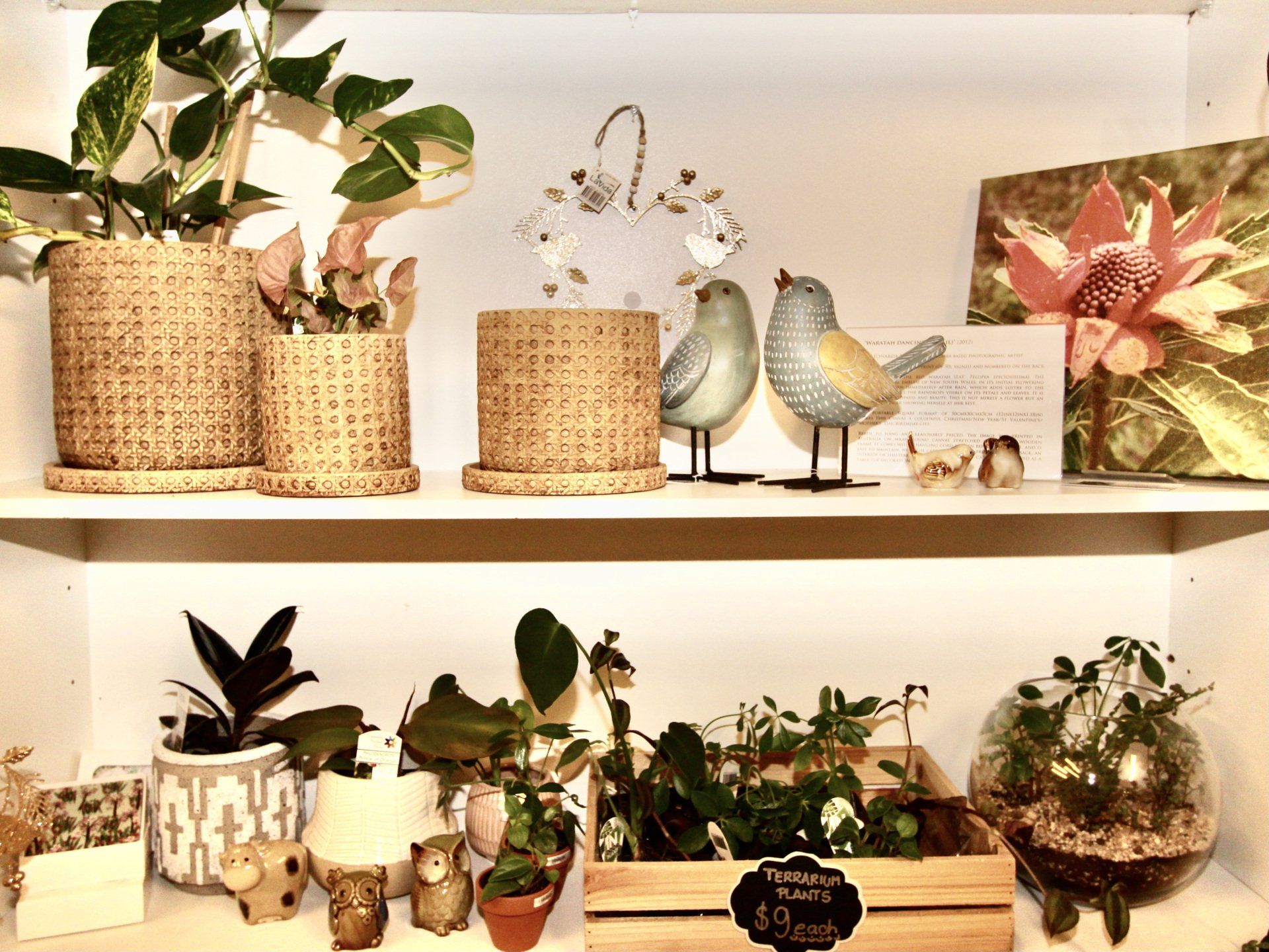 indoor pots