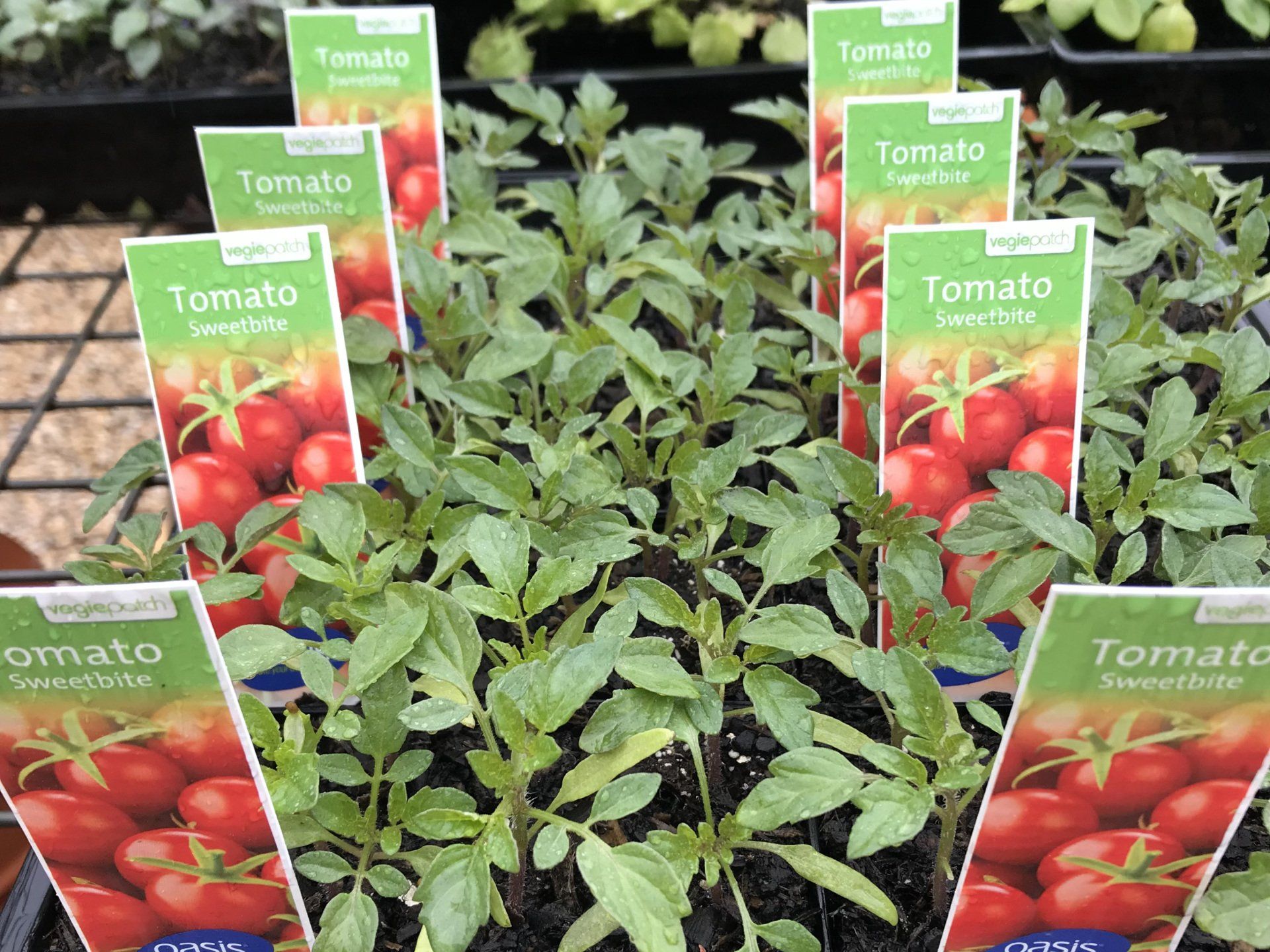 seedlings