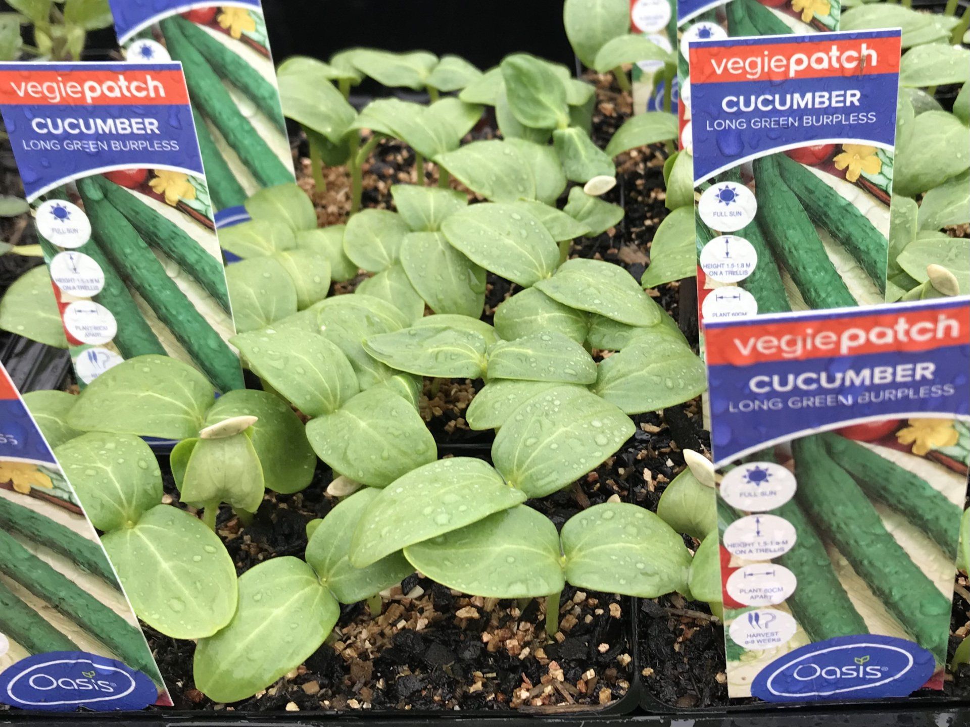 seedlings