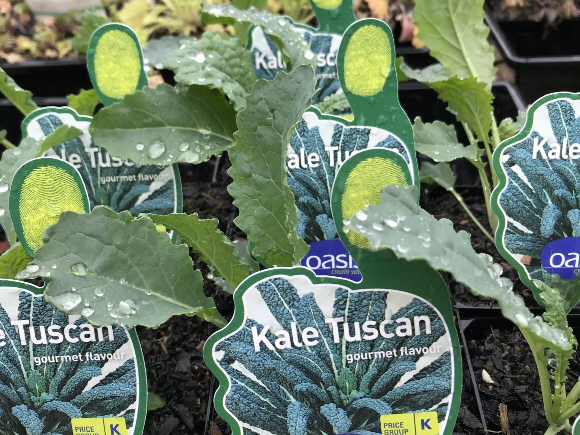 seedlings