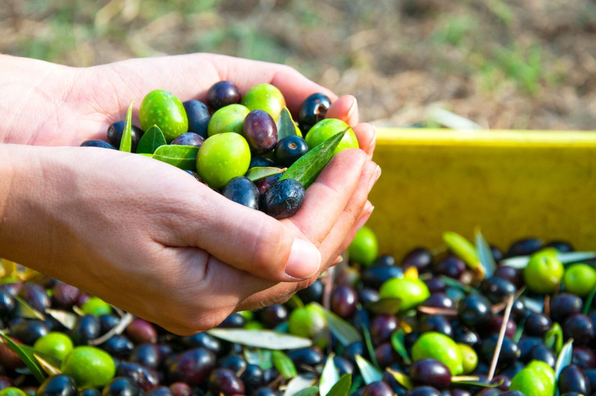 selezione olive