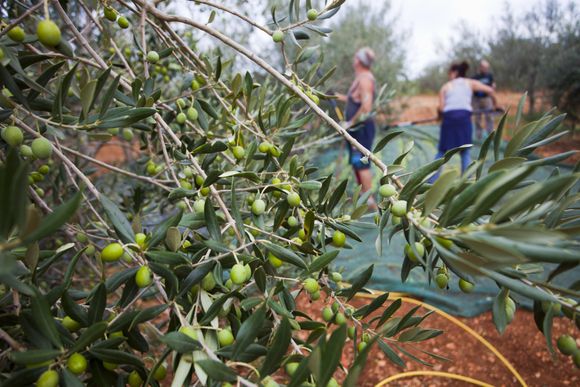 olive di prima scelta
