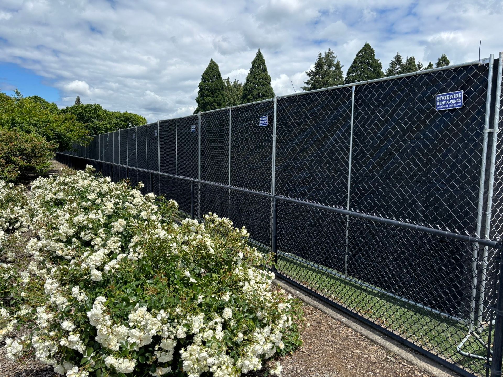 Chain-link fence beside white flowering bushes under a cloudy sky