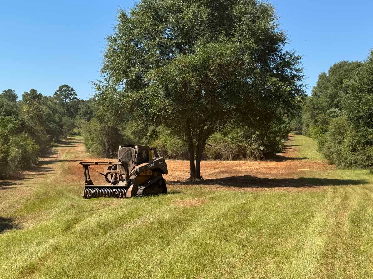 Mowing machine in a field with rows of trees under a blue sky.