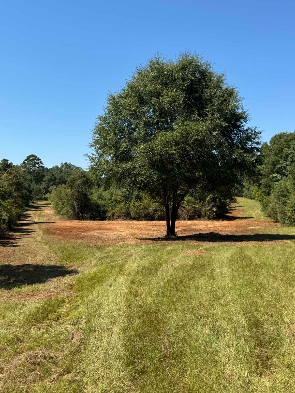 A lone tree stands in a field with mowed grass, under a clear blue sky.