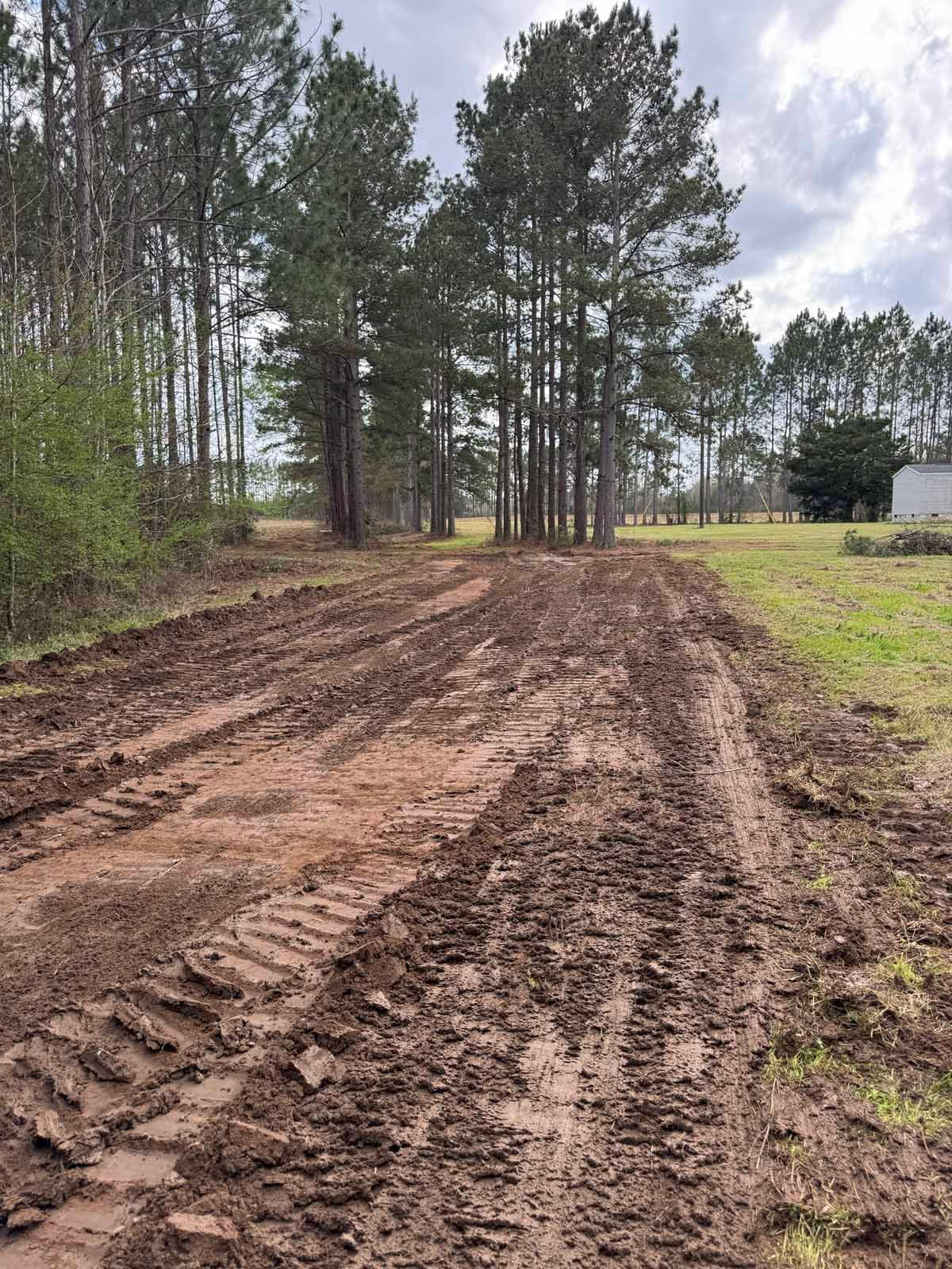 Muddy dirt road through a grove of tall pine trees, overcast sky.
